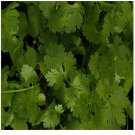 Neysastore Cilantro- 100 Seeds