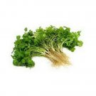 Neysastore Coriander- 100 Seeds