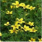 Neysastore Marigold- Bur- 50 Seeds