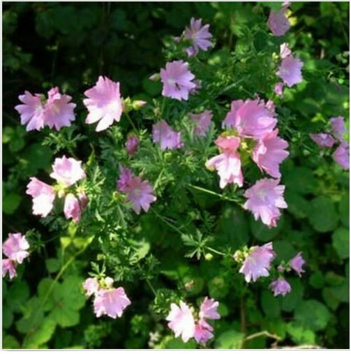 Neysastore Malva- Moschata Rosea- 100 Seeds