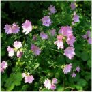 Neysastore Malva- Moschata Rosea- 100 Seeds