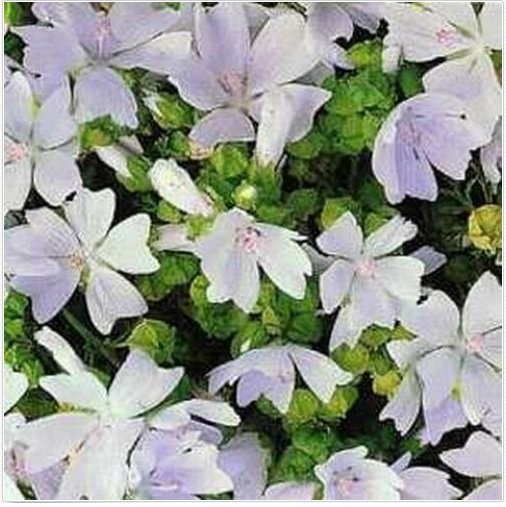 Neysastore Malva- White- 50 Seeds