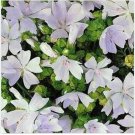 Neysastore Malva- White- 50 Seeds