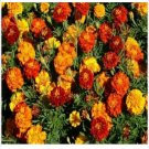 Neysastore Marigold- French Sparky Mix- 100 Seeds