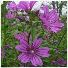 Neysastore Malva- Mauritiana- 25 Seeds