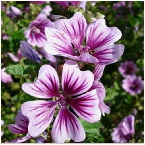 Neysastore Malva- Zebrina- 25 Seeds
