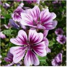 Neysastore Malva- Zebrina- 25 Seeds