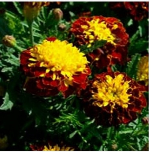 Neysastore Marigold- Harmony- 25 Seeds