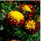 Neysastore Marigold- Harmony- 25 Seeds