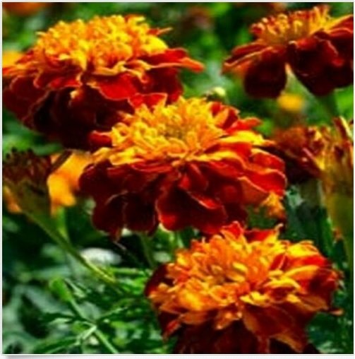 Neysastore Marigold- Flame- 25 Seeds