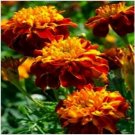 Neysastore Marigold- Flame- 25 Seeds