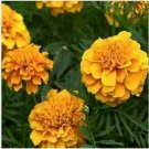 Neysastore Marigold- Apricot- 50 Seeds