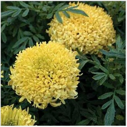 Neysastore Marigold- Yellow- 50 Seed