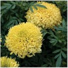 Neysastore Marigold- Yellow- 50 Seed