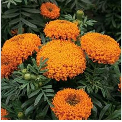 Neysastore Marigold- Orange- 50 Seeds
