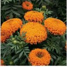 Neysastore Marigold- Orange- 50 Seeds