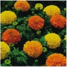 Neysastore Marigold- Cracker Jack Mix- 100 Seeds