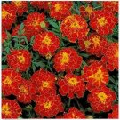 Neysastore Marigold- Red- 50 Seeds