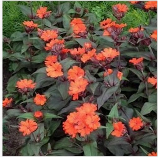 Neysastore Lychnis- Arkwrightii- 50 Seeds