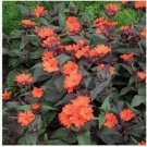 Neysastore Lychnis- Arkwrightii- 50 Seeds