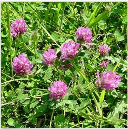 Neysastore Clover- Medium Red- 250 Seeds