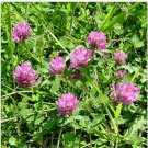 Neysastore Clover- Medium Red- 250 Seeds