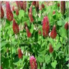 Neysastore Clover- Crimson Italian- 250 Seeds
