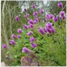 Neysastore Clover- Prairie Purple- 500 Seeds