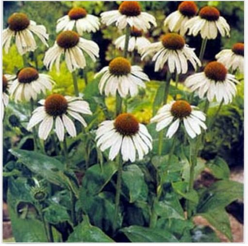 Neysastore Coneflower- White Swan- 25 Seeds