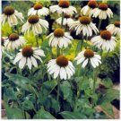 Neysastore Coneflower- White Swan- 25 Seeds