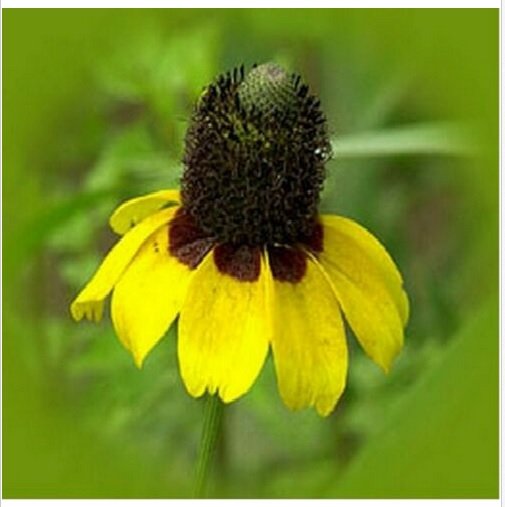 Neysastore Coneflower- Clasping- 250 Seeds