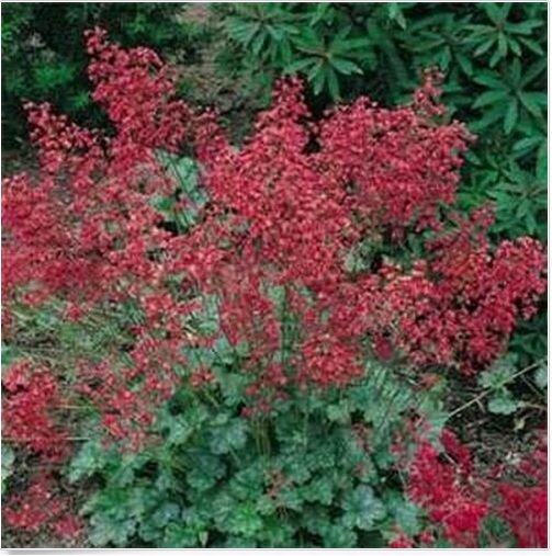 Neysastore Coral Bells- Firefly- 100 Seeds