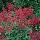 Neysastore Coral Bells- Firefly- 100 Seeds