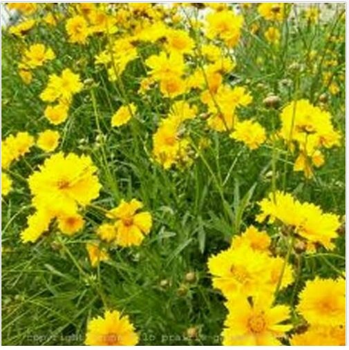 Neysastore Coreopsis- Lance Leafed- 200 Seeds