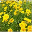 Neysastore Coreopsis- Lance Leafed- 200 Seeds