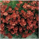 Neysastore Coreopsis- Mahogany Midget- 50 Seeds