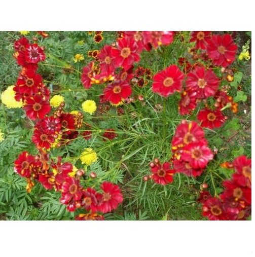 Neysastore Coreopsis- Red Dwarf- 100 Seeds