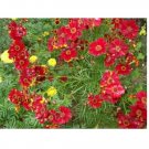 Neysastore Coreopsis- Red Dwarf- 100 Seeds