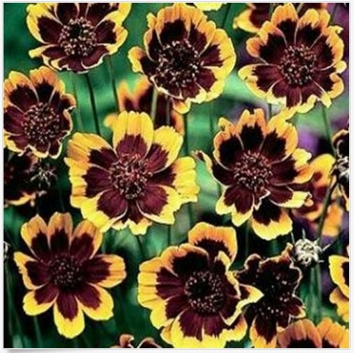 Neysastore Cosmidium- 50 Seeds