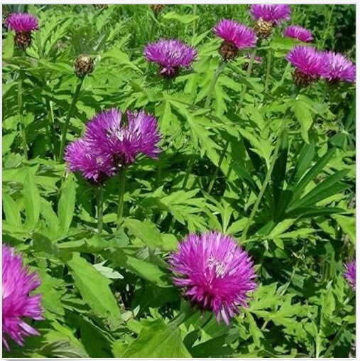 Neysastore Cornflower- Dealbata- 25 Seeds