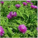 Neysastore Cornflower- Dealbata- 25 Seeds