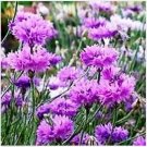 Neysastore Cornflower- Mauve- 100 Seeds