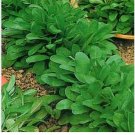 Neysastore Corn Salad- 25 Seeds