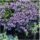 Neysastore Creeping Thyme- Mother of thyme- 200 Seeds