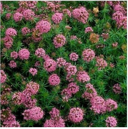 Neysastore Crossworts- 50 Seeds