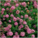 Neysastore Crossworts- 50 Seeds