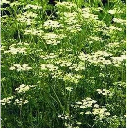 Neysastore Cumin- 200 Seeds