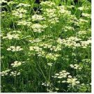 Neysastore Cumin- 200 Seeds