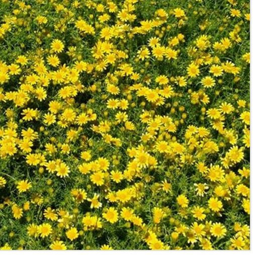 Neysastore Dahlberg Daisy- 200 Seeds