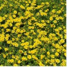 Neysastore Dahlberg Daisy- 200 Seeds